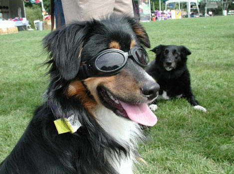 очки для собак